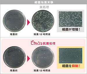 最近培養実験 未処理のものに比べ、ピカッシュ抗菌処理されたものは細菌を抑制します